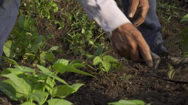 Selective focus shot of a Hispanic male growing black beans in Mexico