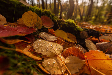 Colorful autumn leaves on the ground