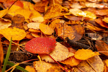 Colorful autumn leaves on the ground