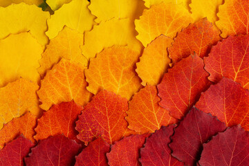 Gradient on colorful autumn leaves