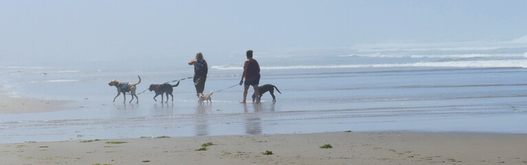 Misty Beach Dog Walk Panorama- A couple walks the Rockaway Oregon beach with their dogs in the morning before the mist has burn off. 