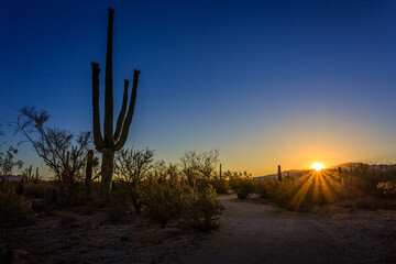 The sunburst with a blue sky creates a dramatic sunset scene in the sonoran desert near Tucson, Arizona. © Dennis