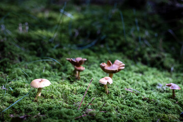 Mushrooms in a German forest