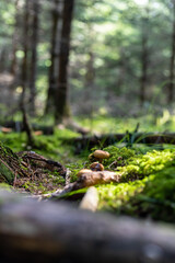 Mushrooms in a German forest