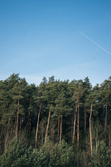 Scots pine and spruce trees together with the blue sky and contrail