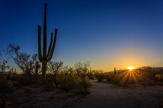 The sunburst with a blue sky creates a dramatic sunset scene in the sonoran desert near Tucson, Arizona.