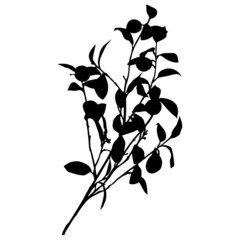 Leaves in black and white