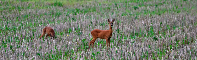 Rehe // Roe deers (Capreolus capreolus)