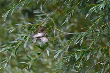 Spotted flycatcher // Grauschnäpper (Muscicapa striata) 