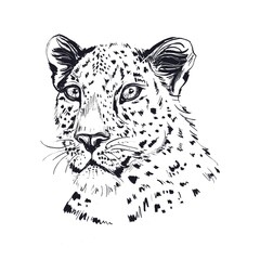 Portrait of Leopard, Carnivore Head. Graphic Face of a wild cat. Hand-drawn animal illustration. Feline, painted by hand. Monochrome Painting. Spotted wildcat.
