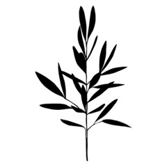 Leaves in black and white