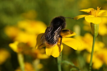 bee on flower