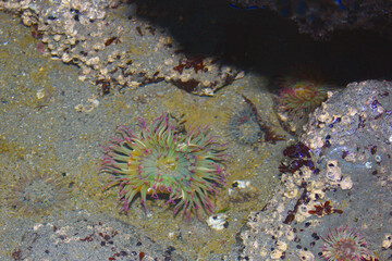 Tide pools