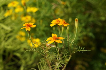 yellow flowers in the garden