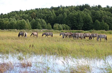 Herd of wild horses grazes in a wide meadow along the river bed