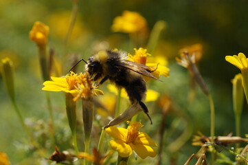 bee on yellow flower