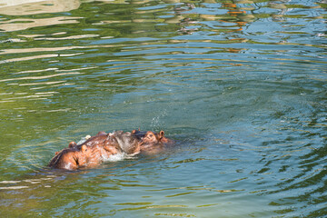Hippo underwater in a bio park.