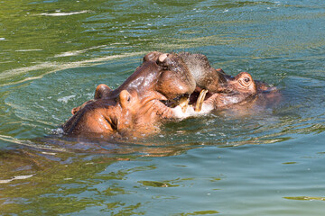 Hippo underwater in a bio park.
