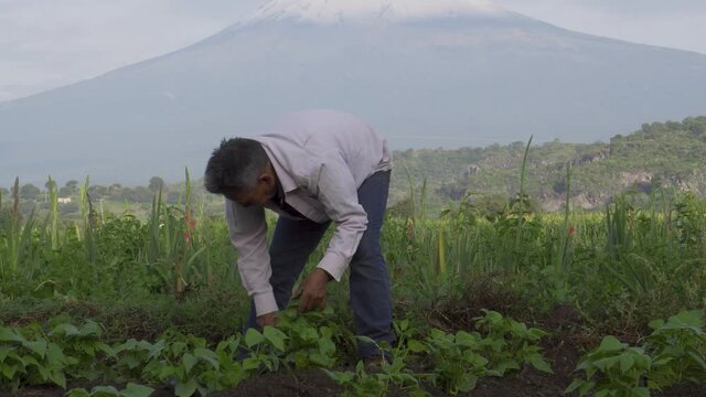 Closeup shot of a Hispanic farmer on his plantation in Mexico