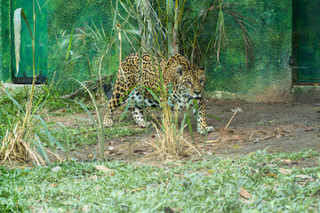 Onça pintada, as it is known in Brazil, or Jaguar in a bio park. © Diego
