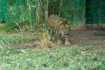 Onça pintada, as it is known in Brazil, or Jaguar in a bio park. © Diego