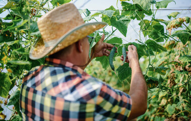 Farmer checking cucumber in a greenhouse. Agricultural concept