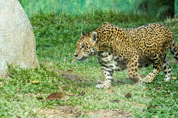 Onça pintada, as it is known in Brazil, or Jaguar in a bio park. © Diego