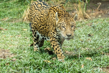 Onça pintada, as it is known in Brazil, or Jaguar in a bio park. © Diego