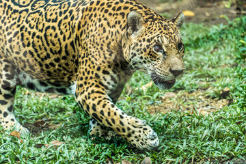 Onça pintada, as it is known in Brazil, or Jaguar in a bio park. © Diego