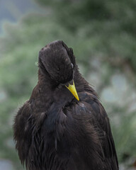 Alpine Chough (Pyrrhocorax graculus) in the Bavarian Alps, Mount Jenner Germany