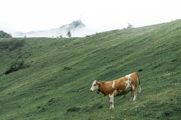 Fototapeta na wymiar Cow in the grass of Mount Jenner, Germany
