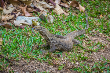 Asian Water Monitor Lizard in Singapore Botanic Garden