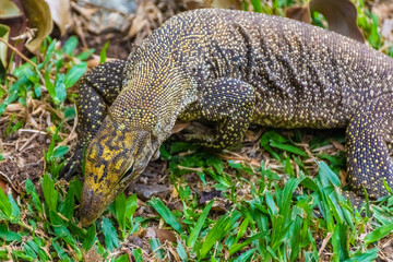 Asian Water Monitor Lizard in Singapore Botanic Garden