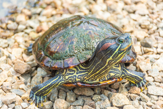 Chrysemys Picta, or painted turtle, in Singapore Botanic Gardens