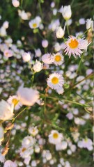 daisies in the garden