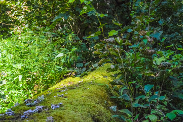 Landscape of the Bialowieza Primeval Forest, Poland and Belarus