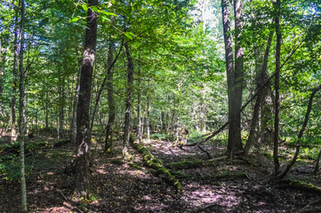 Landscape of the Bialowieza Primeval Forest, Poland and Belarus