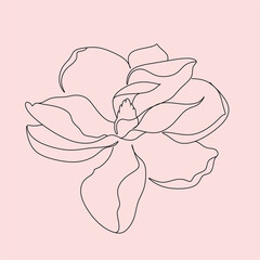 black and white line illustration of day-lily flowers on a white background
