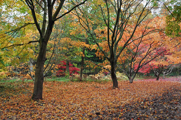 Fototapeta premium Autumn trees and leaves in the woodlands, 