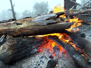 Burning log on a mountain trail