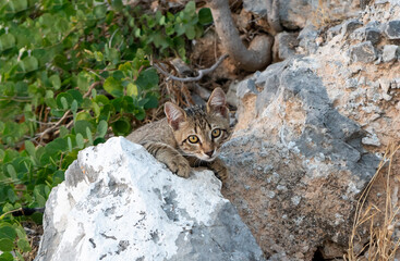 Striped gray lazy cat lies on the stones of the old town of Athens, Greece