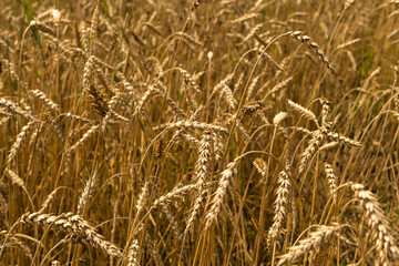 Golden wheat field full frame background. Close-up. Selective soft focus. Text copy space. Selective soft focus. Shallow depth of field. Text copy space.