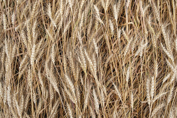 Rich harvest of the ripening ears of a wheat field. Rural scenery. Field landscape