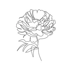 Peony Flowers one line art vector. Botanical peonies line drawing minimalist