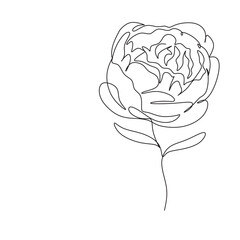 Peony Flowers one line art vector. Botanical peonies line drawing minimalist