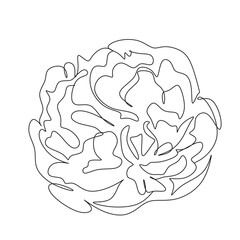 Peony Flowers one line art vector. Botanical peonies line drawing minimalist