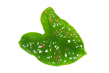 Caladium leaf on white background.