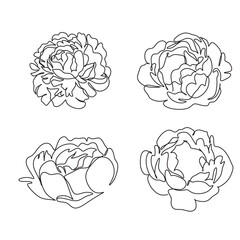 Peony Flowers one line art vector. Botanical peonies line drawing minimalist