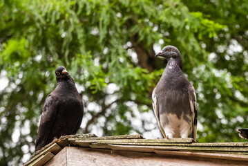 Two pigeons perch on a rooftop.