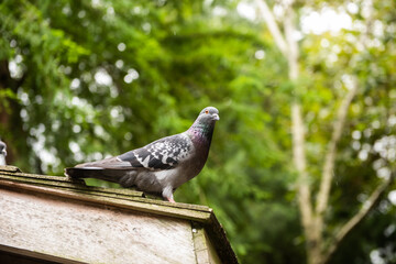 A pigeon perches on a rooftop.